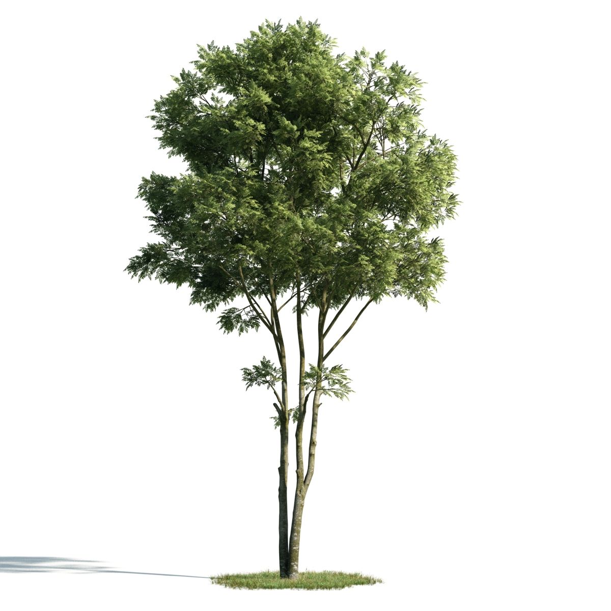 3d trees for sketchup